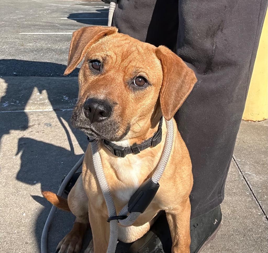 Thea, a Adoptable mixed breed in Little Rock, AR image 1/4