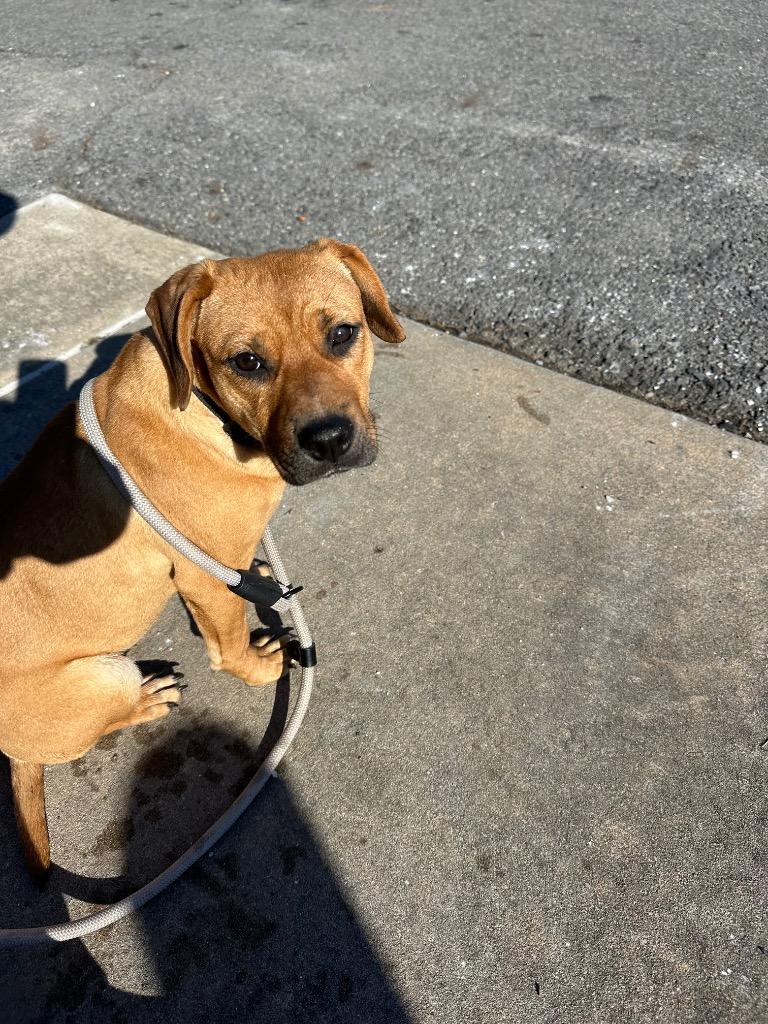 Thea, a Adoptable mixed breed in Little Rock, AR image 2/4