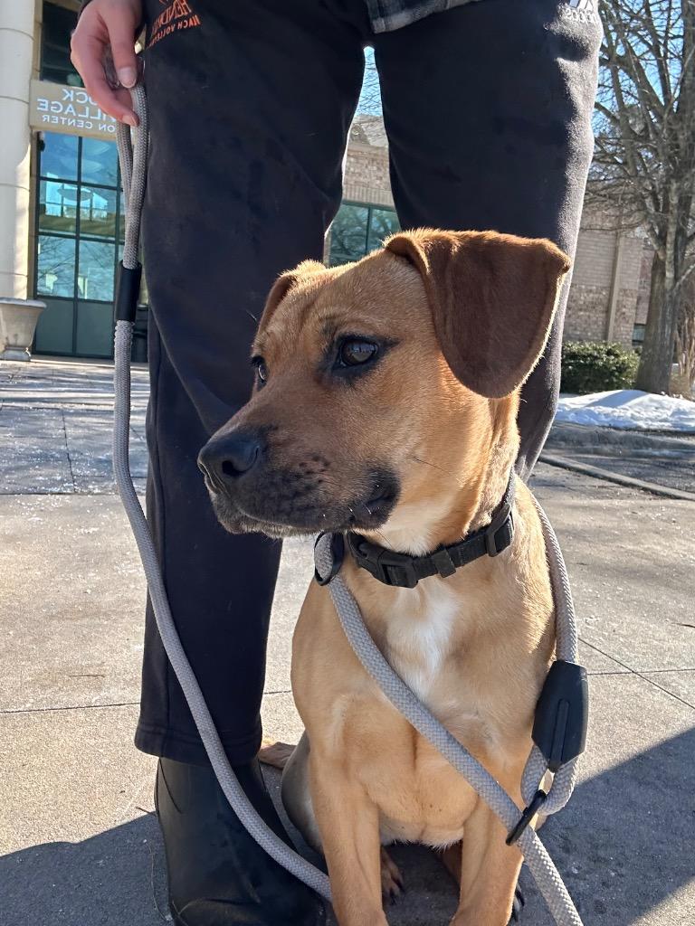 Thea, a Adoptable mixed breed in Little Rock, AR image 3/4