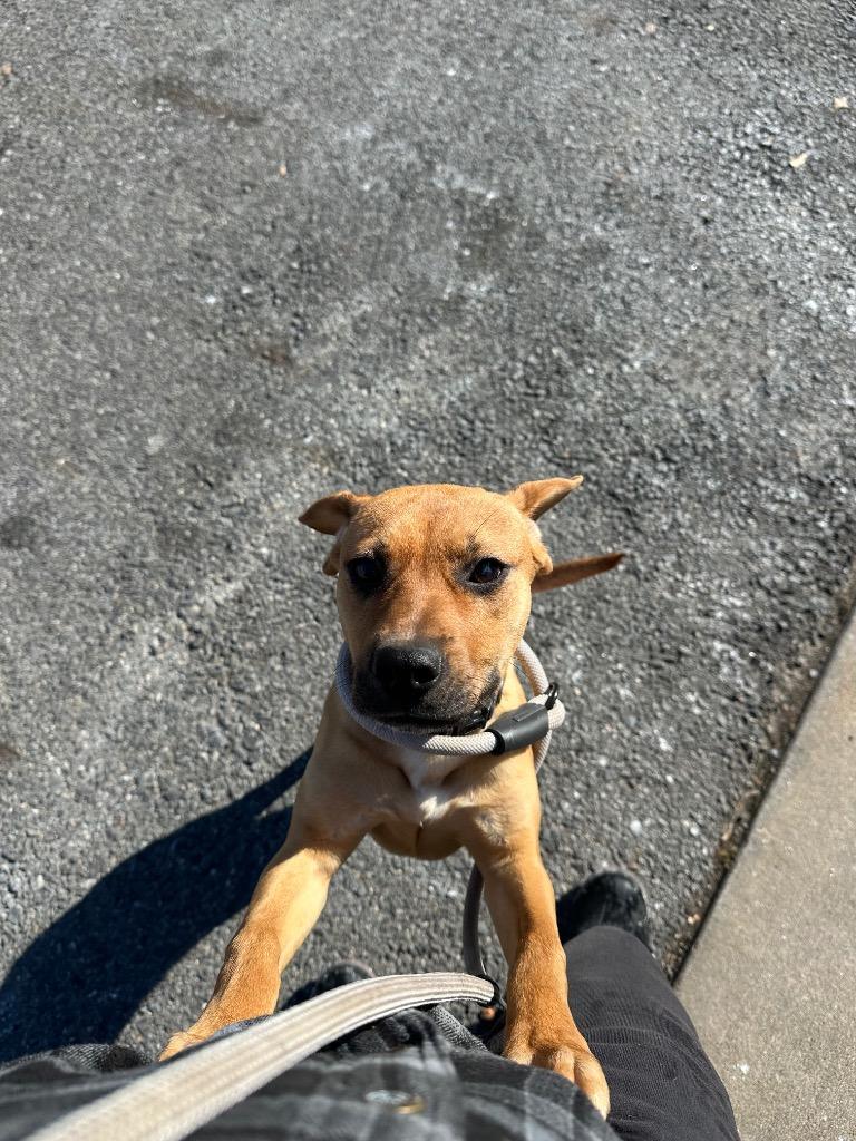 Thea, a Adoptable mixed breed in Little Rock, AR image 4/4