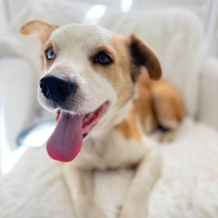 Duke, adopted, Adult Male Border Collie.