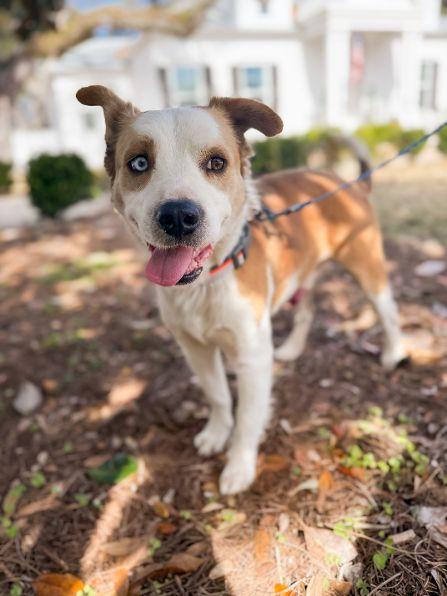Enlarge Duke, an adopted mixed breed in Pass Christian, MS image 2/6