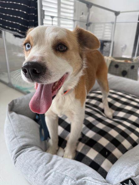 Enlarge Duke, an adopted mixed breed in Pass Christian, MS image 4/6