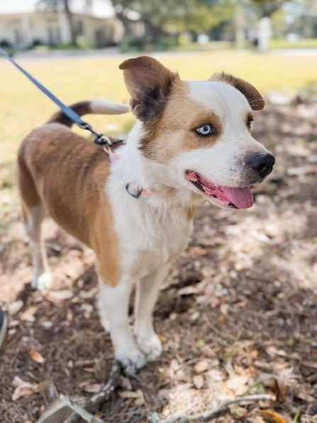 Enlarge Duke, an adopted mixed breed in Pass Christian, MS image 3/6