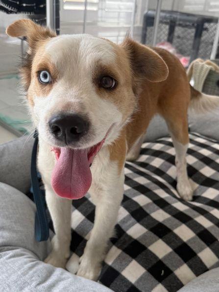 Enlarge Duke, an adopted mixed breed in Pass Christian, MS image 5/6