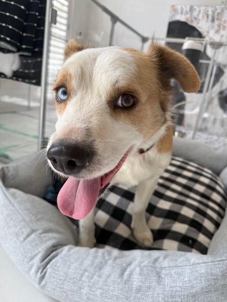 Enlarge Duke, an adopted mixed breed in Pass Christian, MS image 6/6