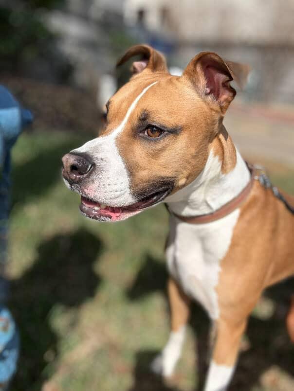Enlarge Giorgio, a Adoptable mixed breed in Hagerstown, MD image 6/6