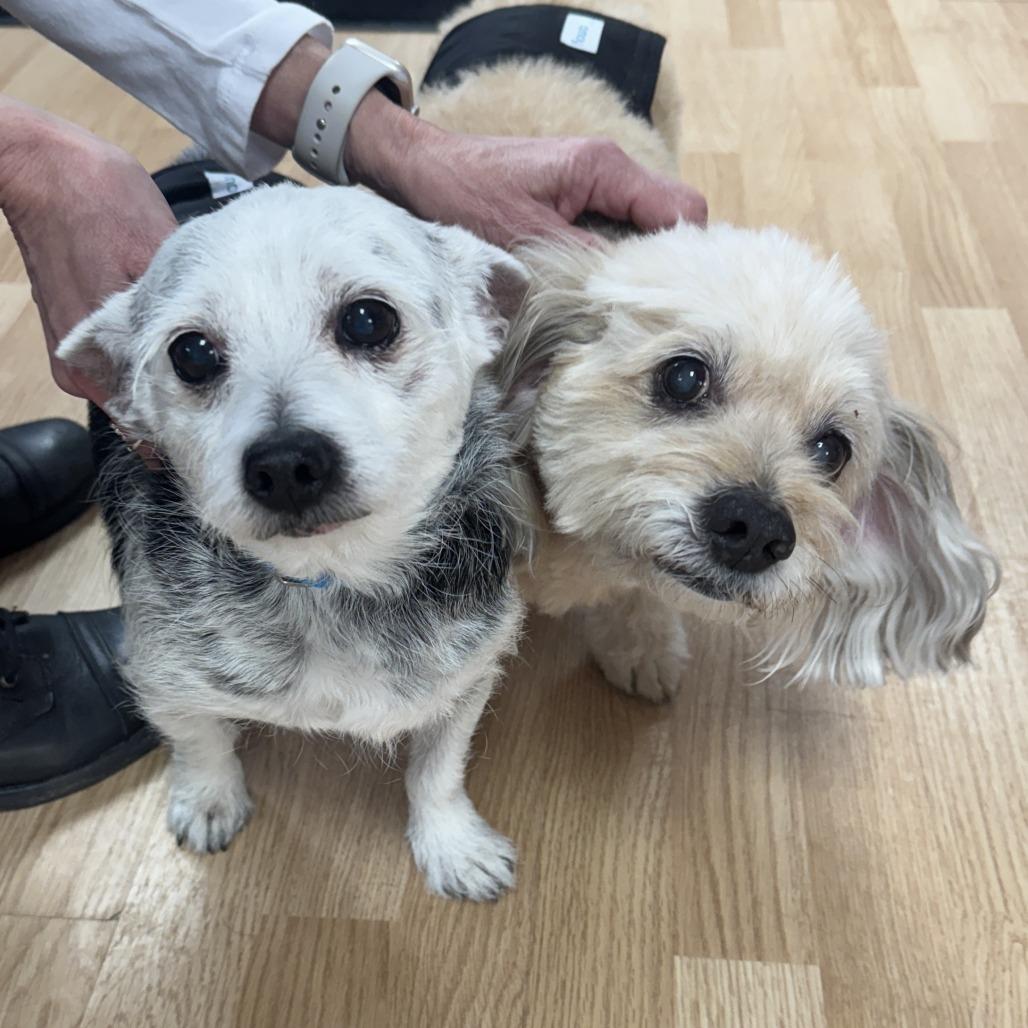 Enlarge Teddy, a Adoptable mixed breed in Saint Cloud, MN image 2/6