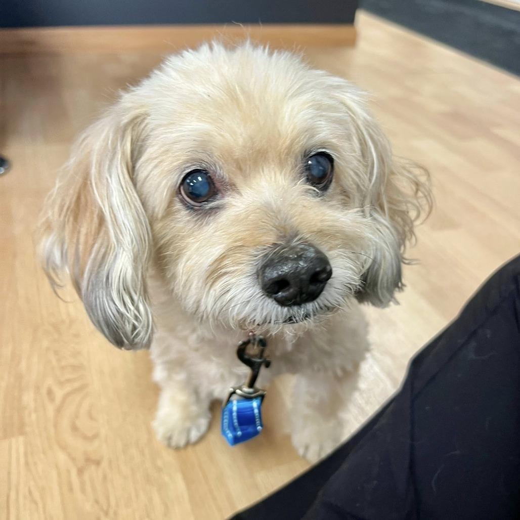 Enlarge Teddy, a Adoptable mixed breed in Saint Cloud, MN image 3/6