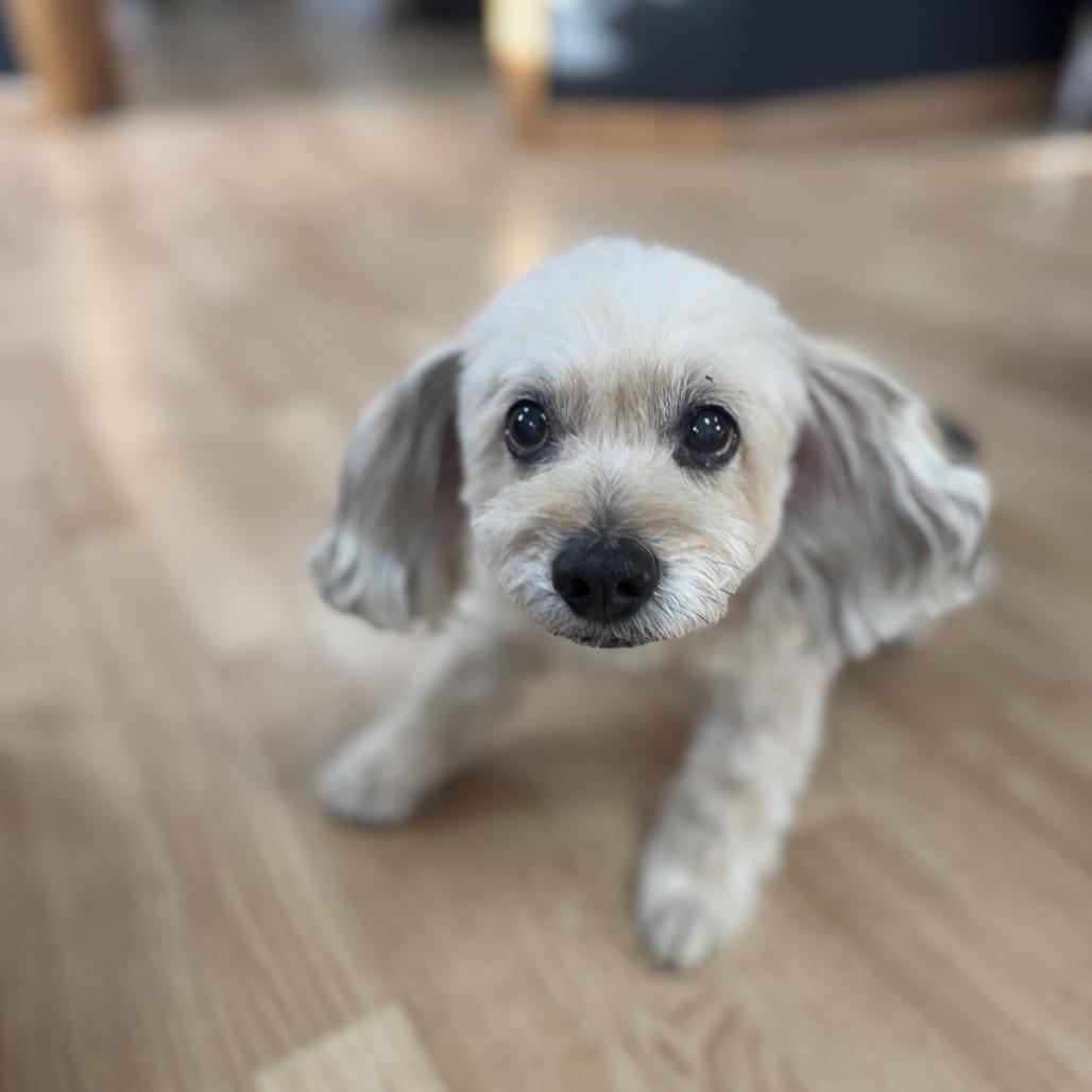 Enlarge Teddy, a Adoptable mixed breed in Saint Cloud, MN image 4/6