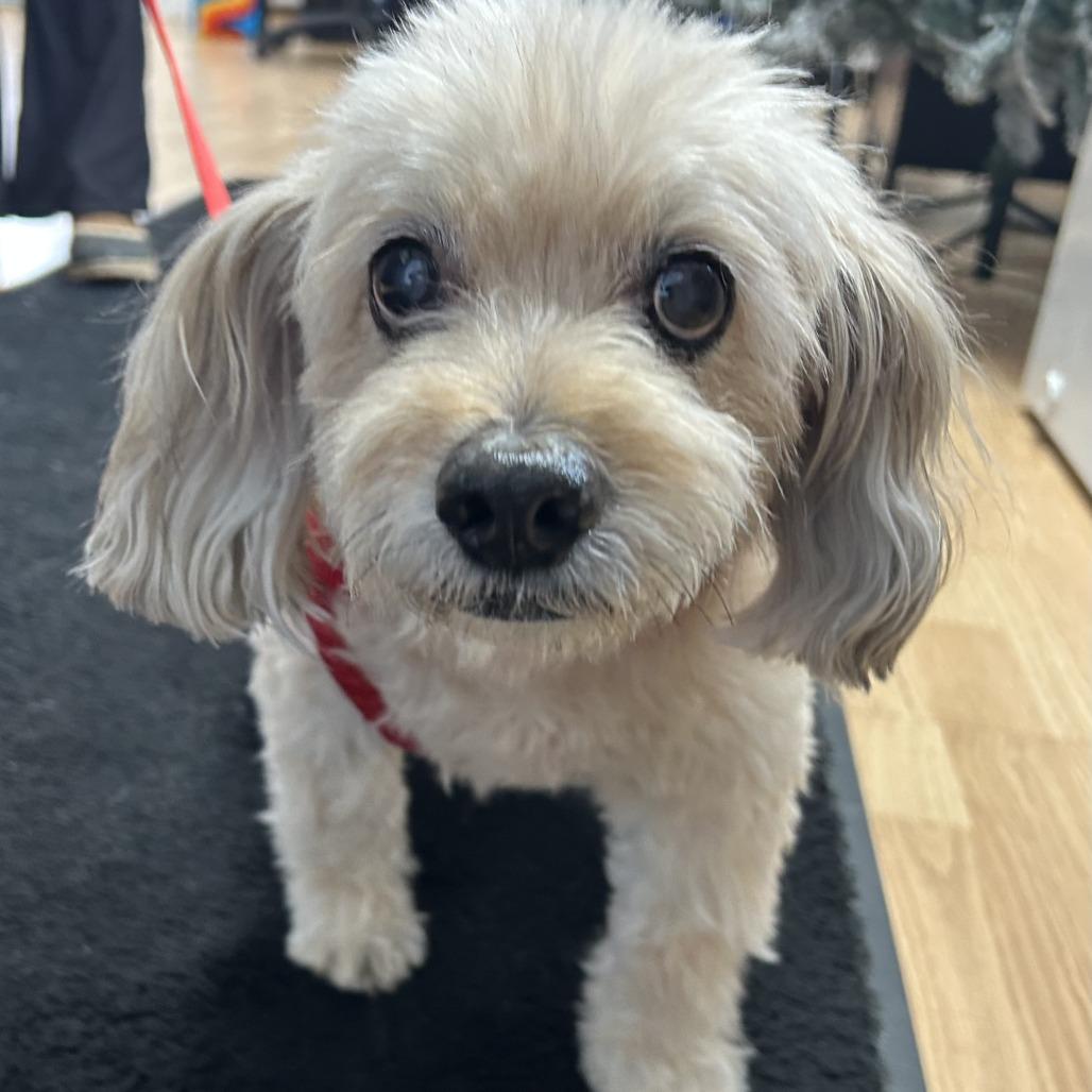 Enlarge Teddy, a Adoptable mixed breed in Saint Cloud, MN image 5/6