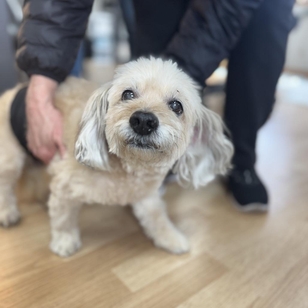 Enlarge Teddy, a Adoptable mixed breed in Saint Cloud, MN image 6/6