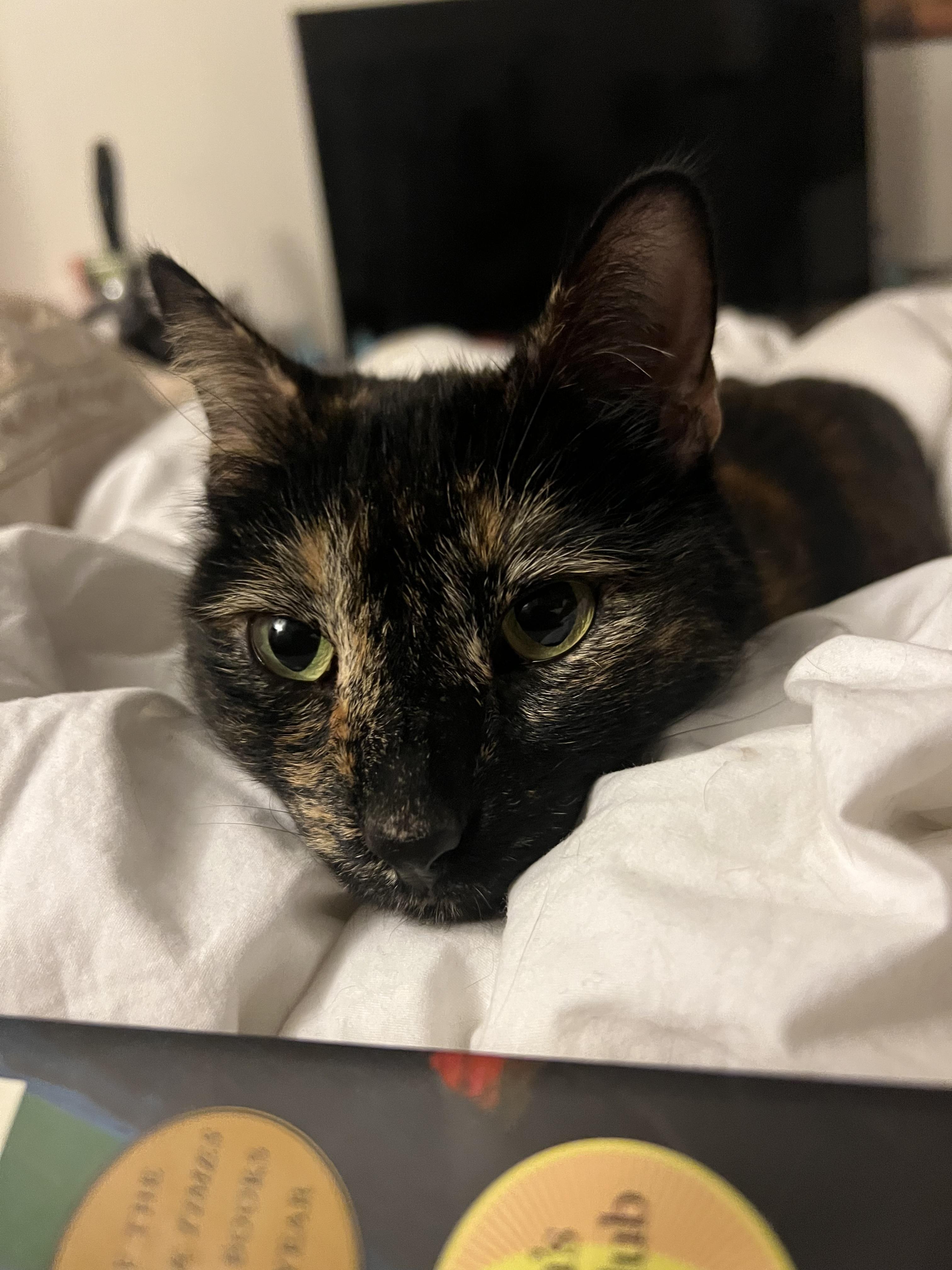 Elka, a Adoptable Tortoiseshell in Redondo Beach, CA image 1/7