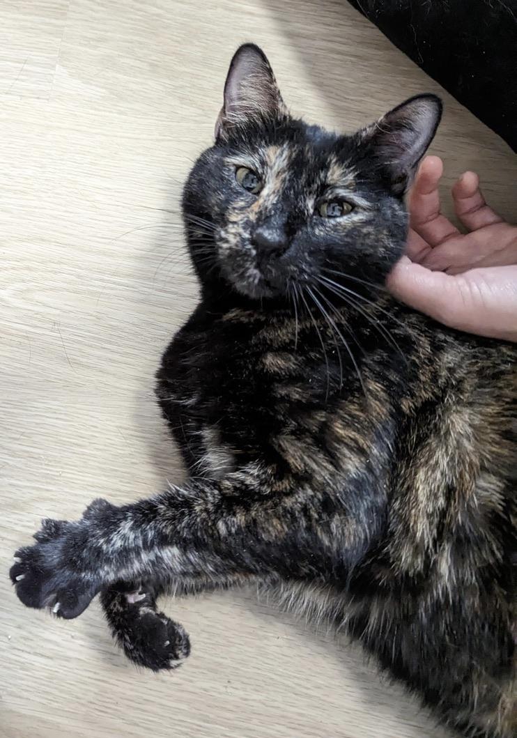 Elka, a Adoptable Tortoiseshell in Redondo Beach, CA image 6/7