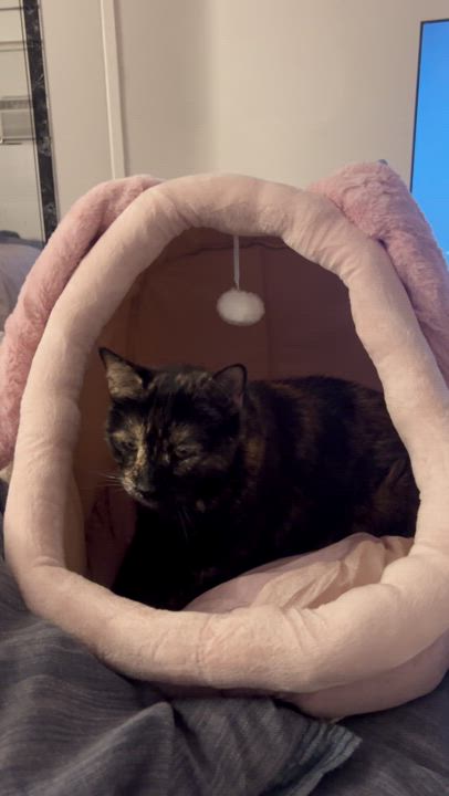 Enlarge Elka, a Adoptable Tortoiseshell in Redondo Beach, CA video 5/7