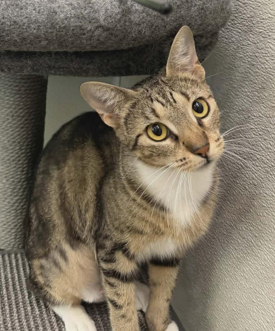 Enlarge Chloe C Kirk, a Adoptable mixed breed in Saunderstown, RI image 2/3