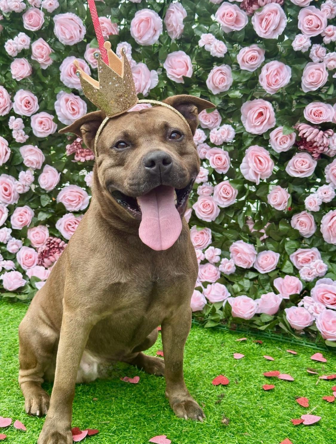 Petey, ADOPTABLE, Adult Male Mixed Breed & Pit Bull Terrier.