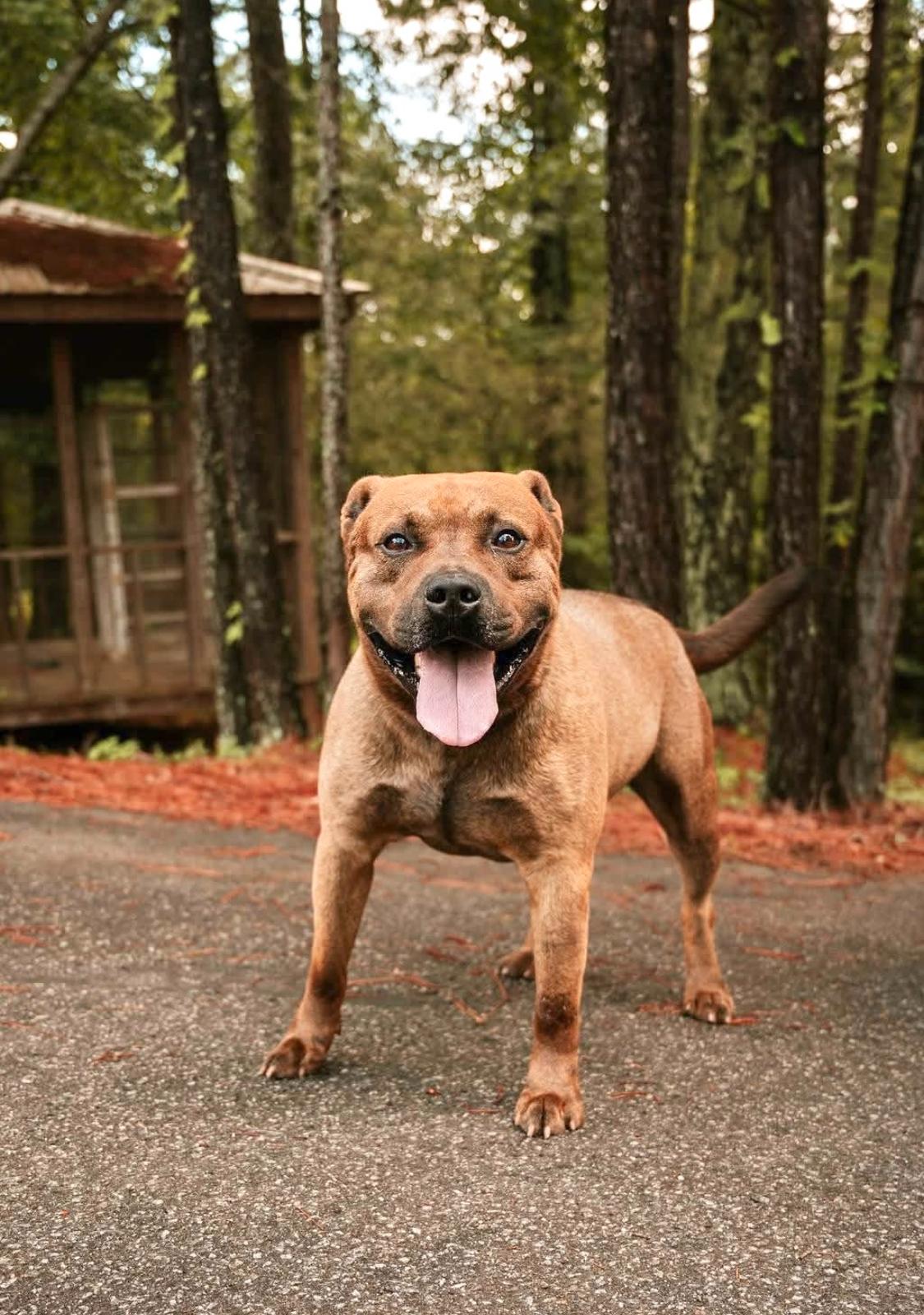 Enlarge Petey, a ADOPTABLE mixed breed in atlanta, GA image 2/5