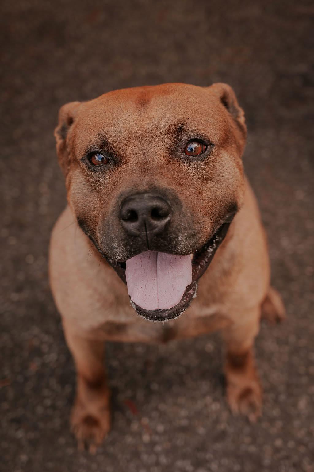 Enlarge Petey, a ADOPTABLE mixed breed in atlanta, GA image 4/5