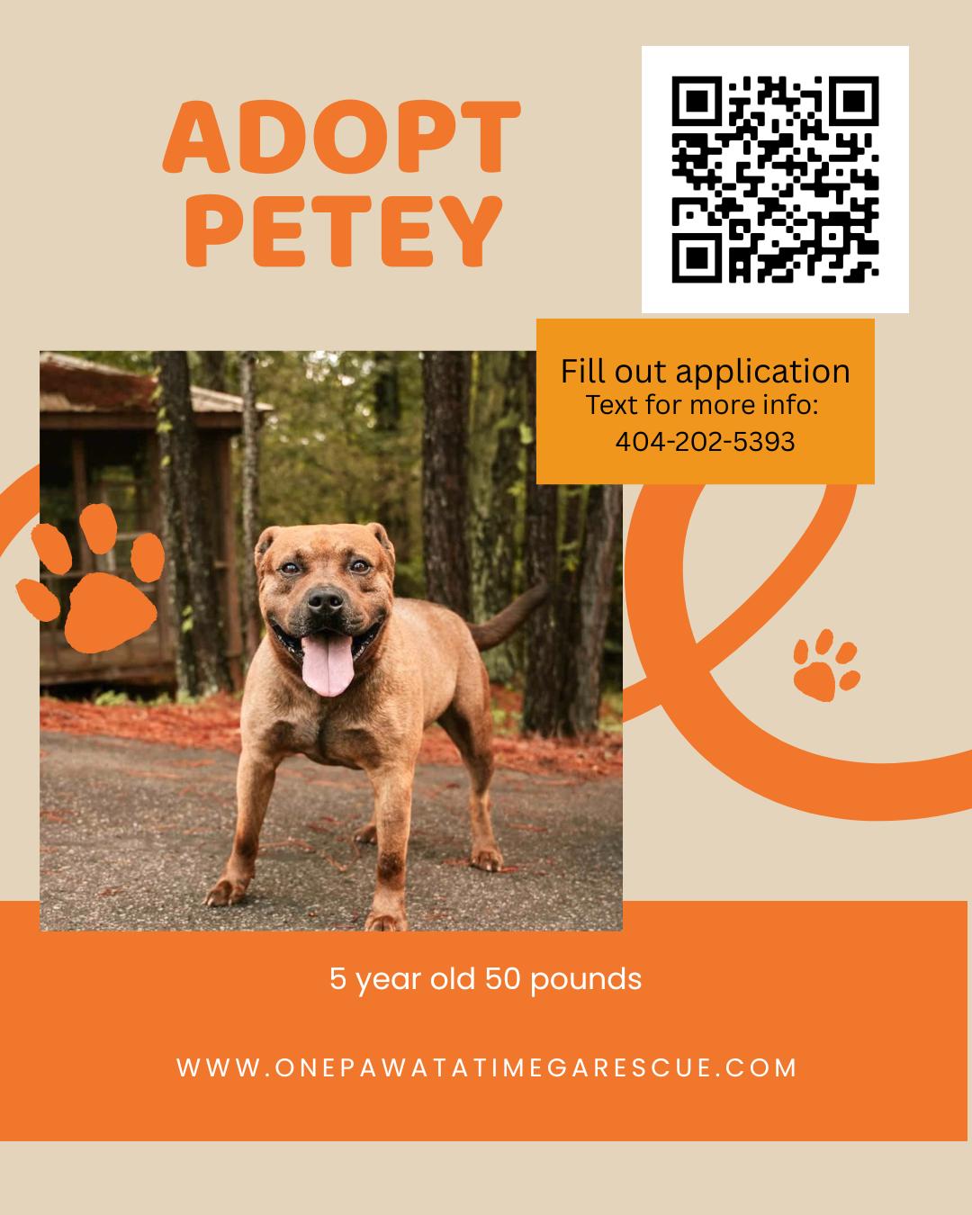 Enlarge Petey, a ADOPTABLE mixed breed in atlanta, GA image 5/5