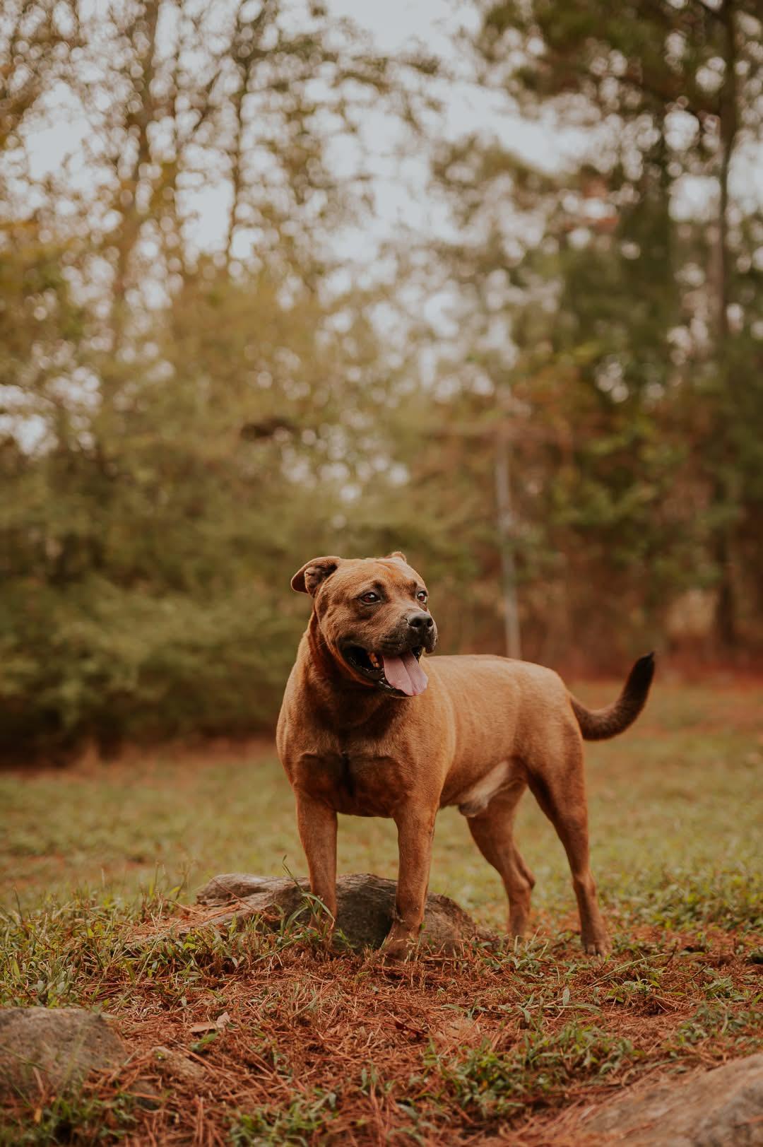 Enlarge Petey, a ADOPTABLE mixed breed in atlanta, GA image 3/5