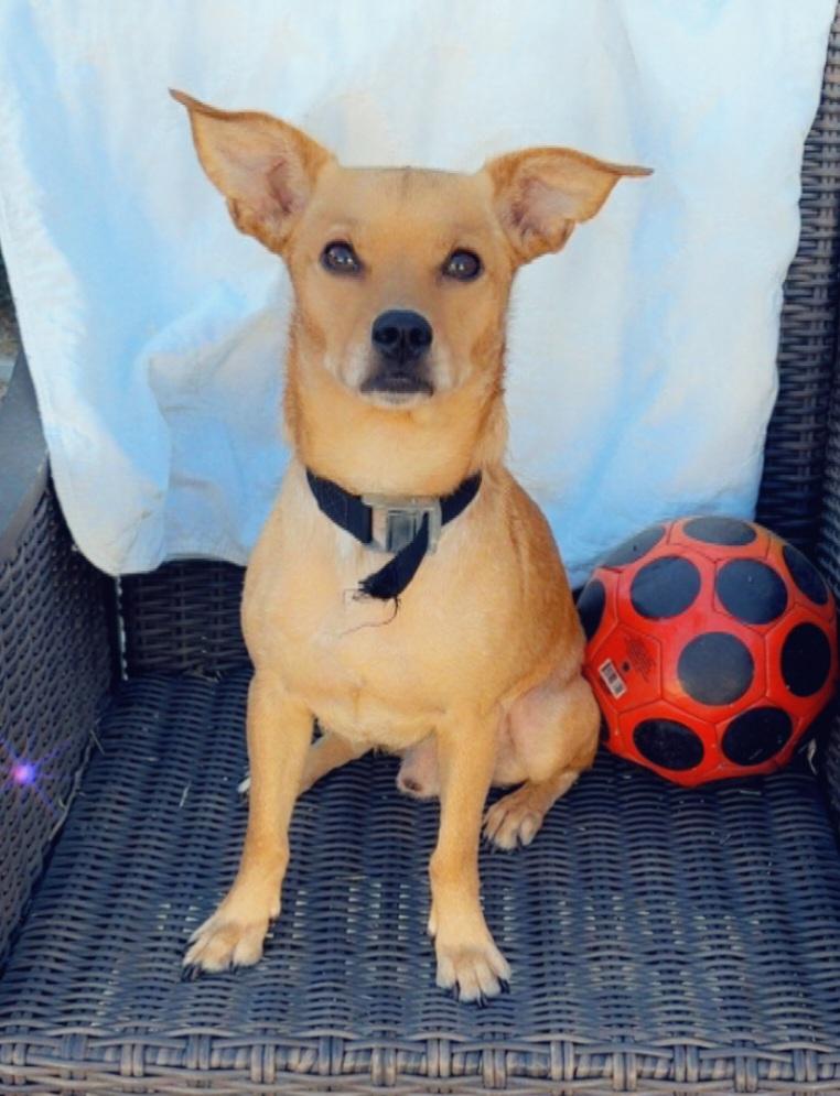 Duke, adopted, Young Male Chihuahua & Shiba Inu.