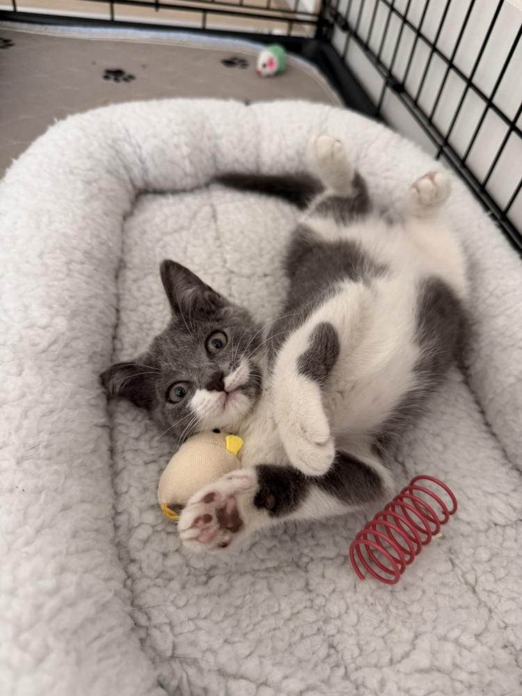 Mica, a Adoptable mixed breed in Fort Lauderdale, FL image 1/6