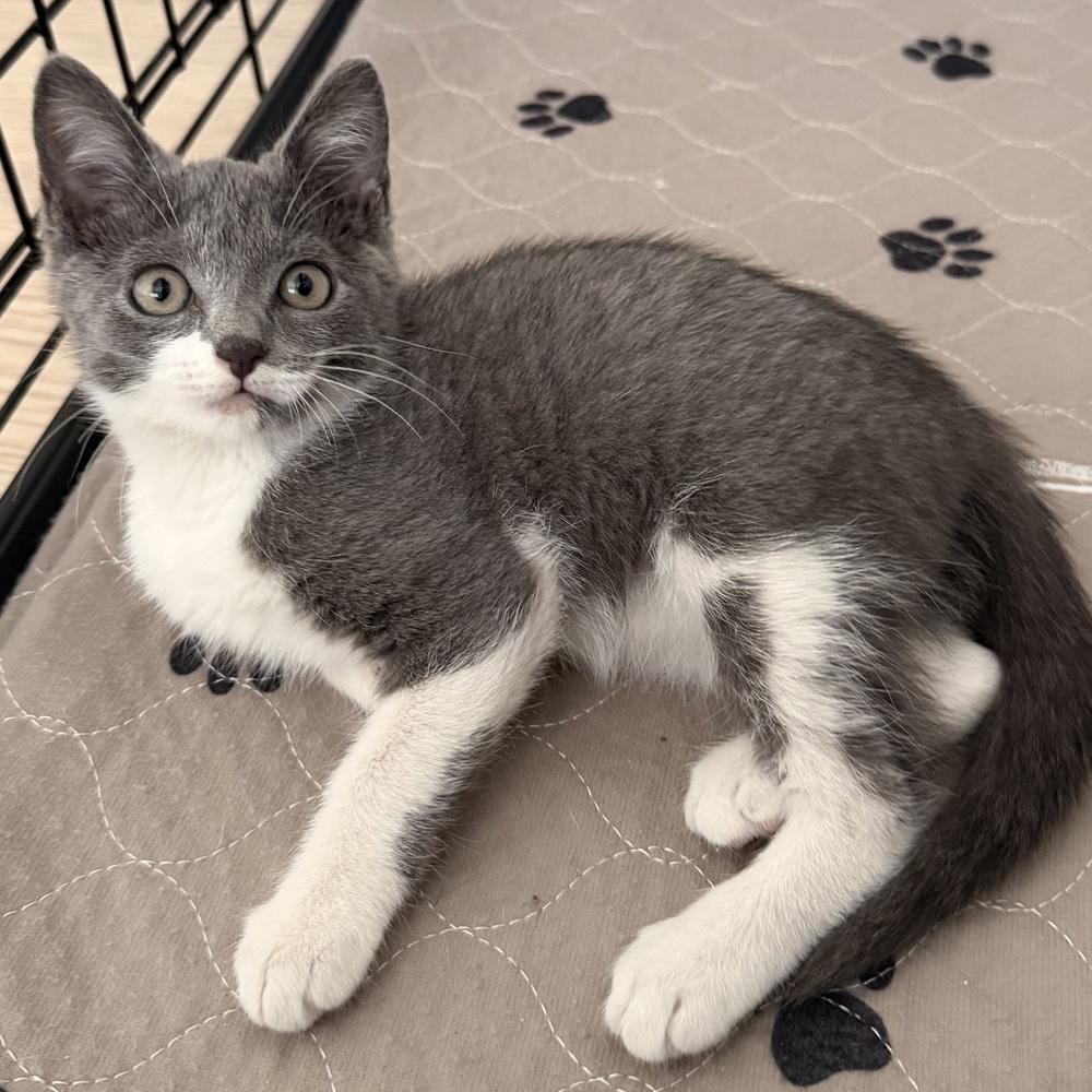 Mica, a Adoptable mixed breed in Fort Lauderdale, FL image 5/6