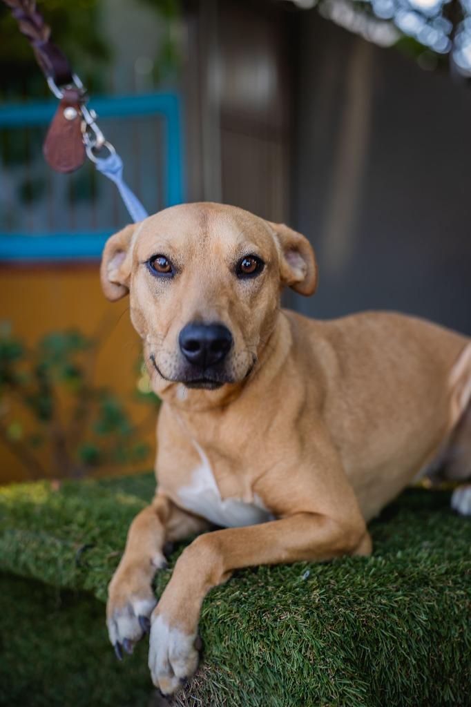 Petie, a Adoptable mixed breed in Anacortes, WA image 1/6