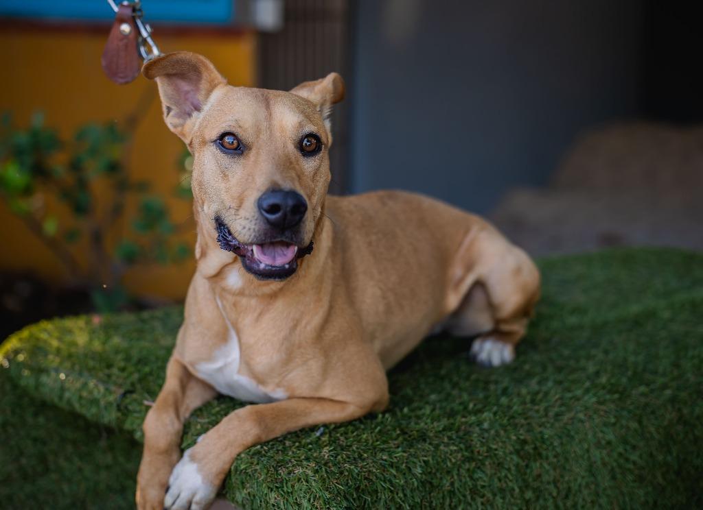Petie, a Adoptable mixed breed in Anacortes, WA image 2/6