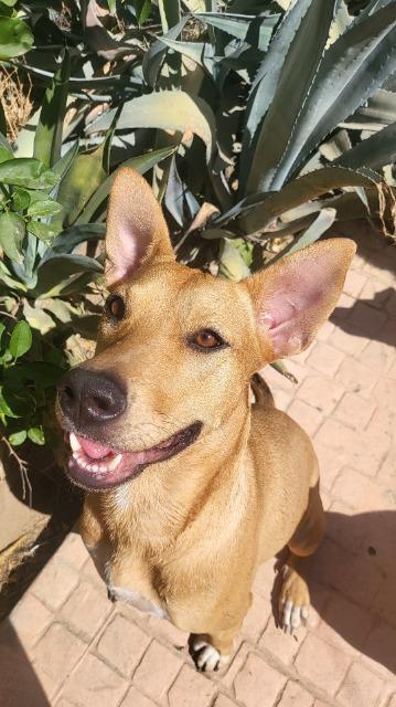 Petie, a Adoptable mixed breed in Anacortes, WA image 3/6