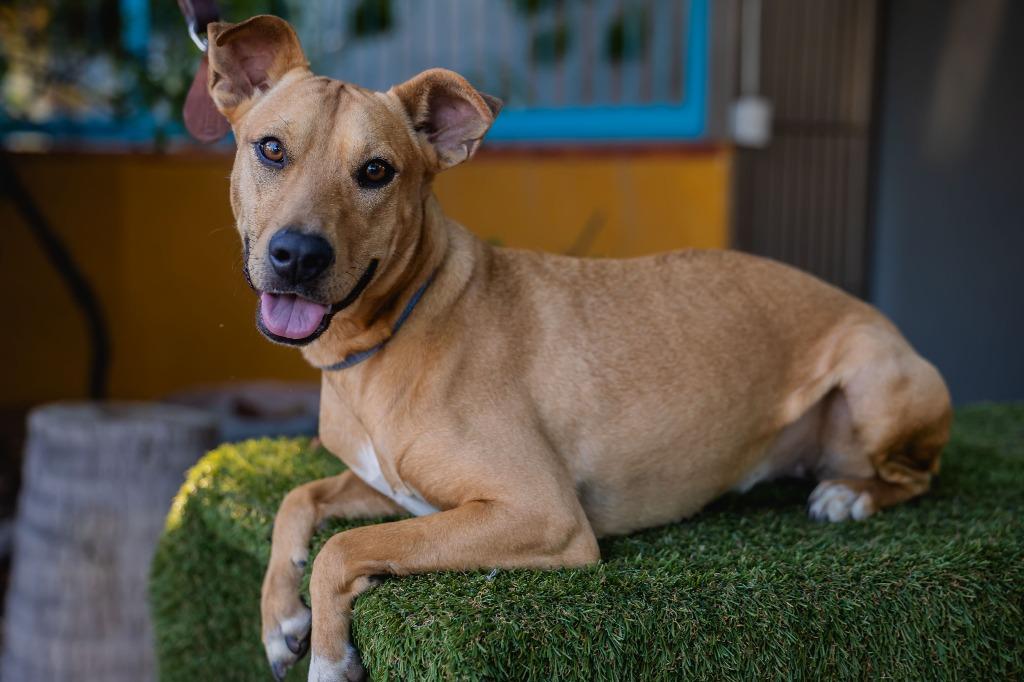 Petie, a Adoptable mixed breed in Anacortes, WA image 4/6