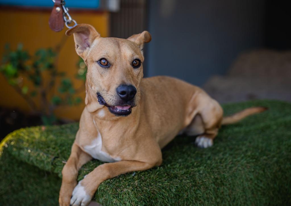 Petie, a Adoptable mixed breed in Anacortes, WA image 5/6