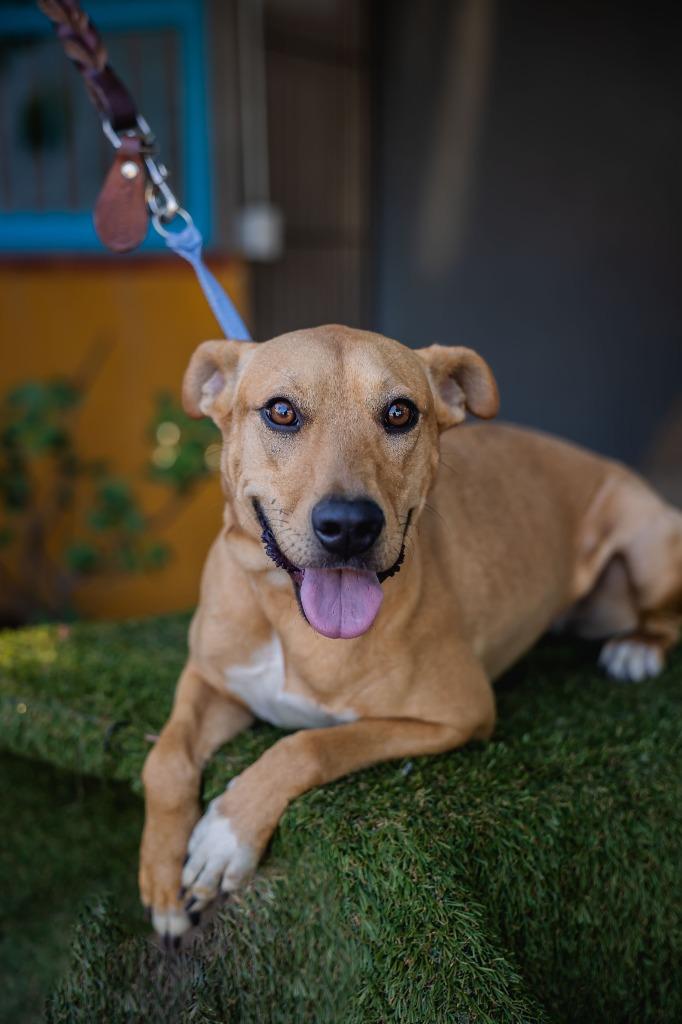 Petie, a Adoptable mixed breed in Anacortes, WA image 6/6