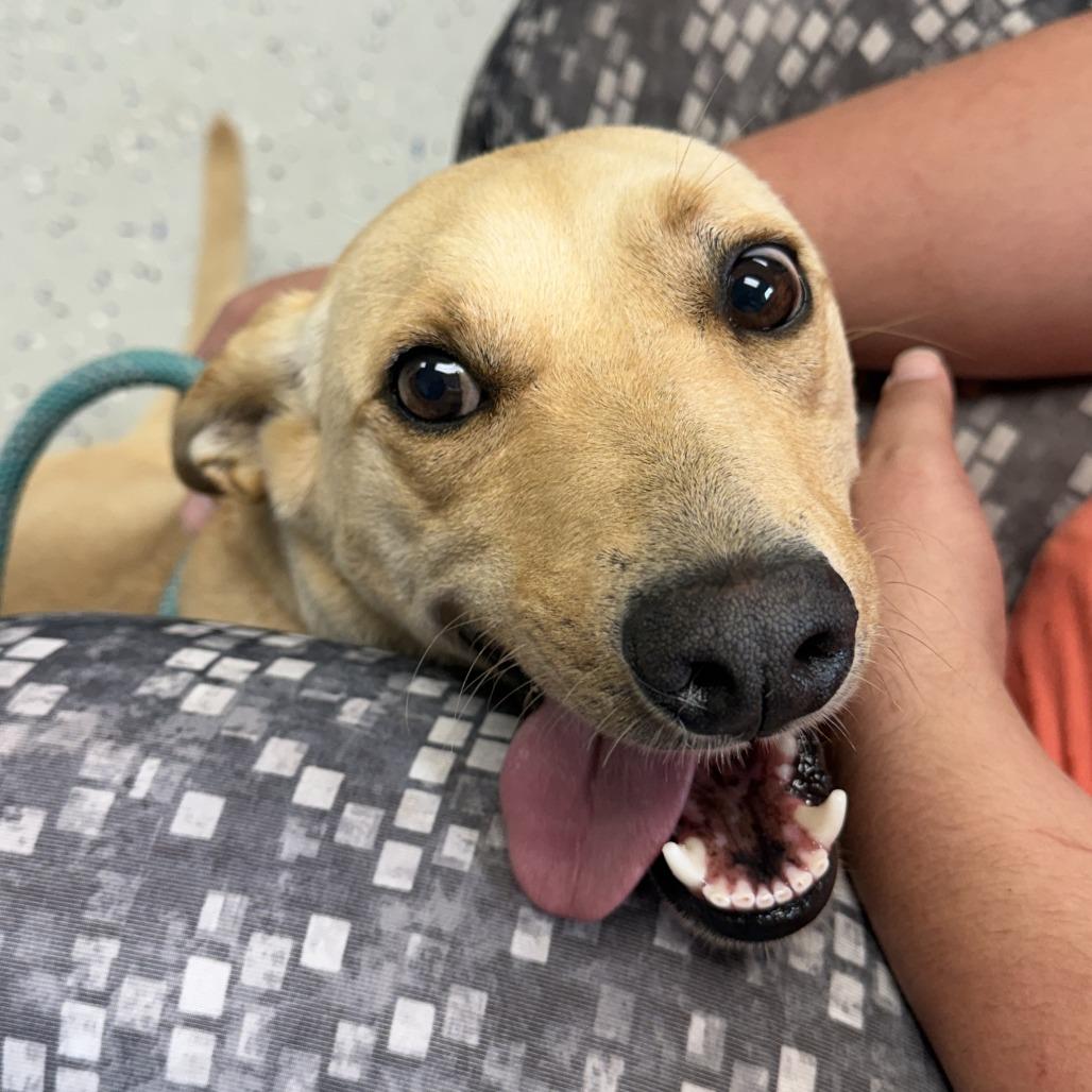 Bantam, a Adoptable mixed breed in Marion, VA image 3/3