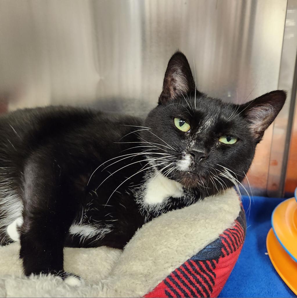 Cholula, Adoptable, Senior Female Domestic Short Hair.
