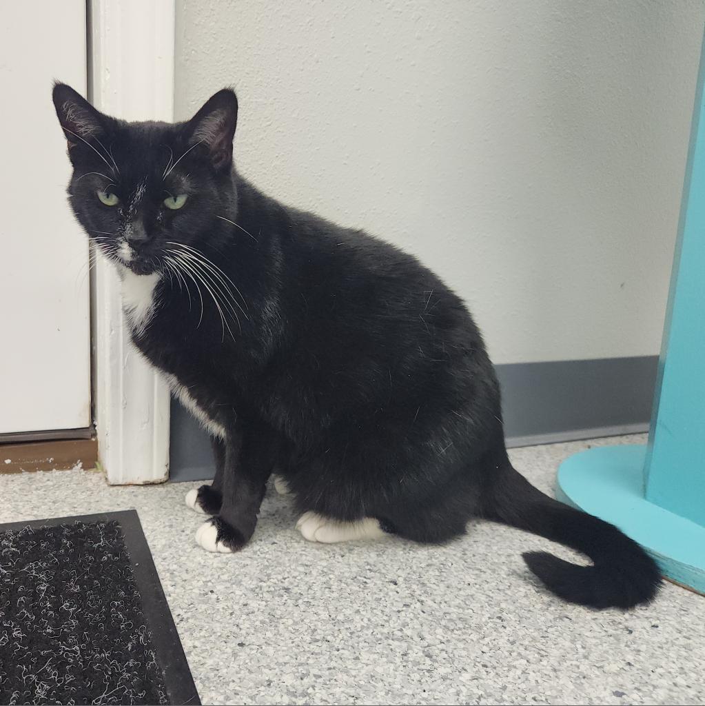 Cholula, a Adoptable Domestic Short Hair in Hannibal, MO image 2/2