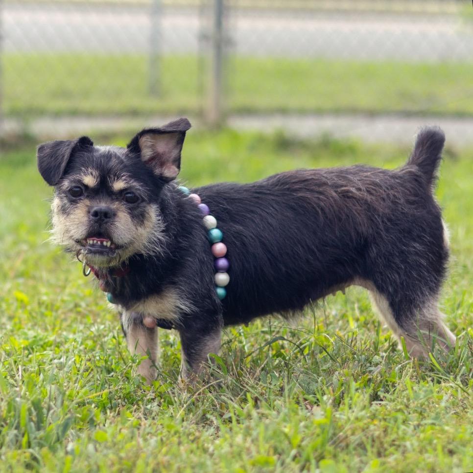 Lottie, Adoptable, Adult Female Brussels Griffon.