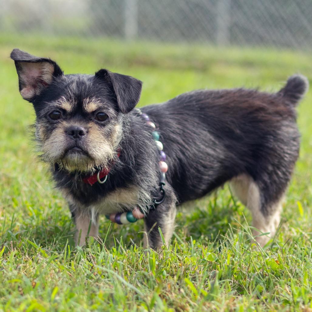 Enlarge Lottie, a Adoptable Brussels Griffon in Newark, DE image 3/4