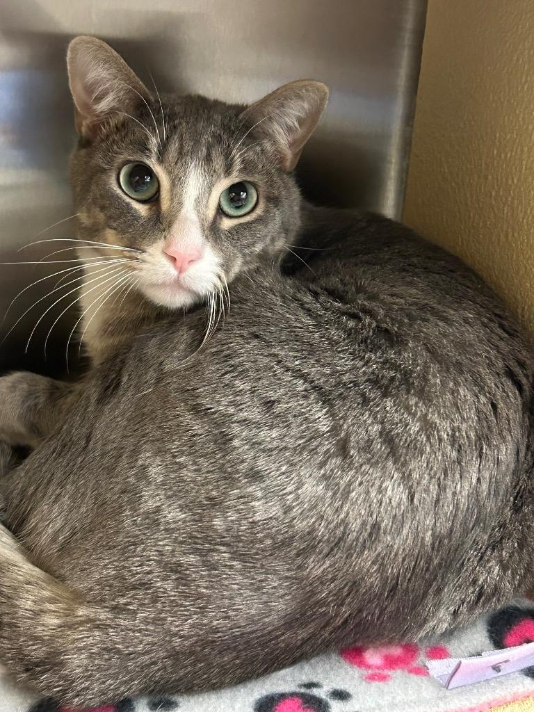 Pinkster CG3, Adoptable, Young Male Domestic Short Hair.