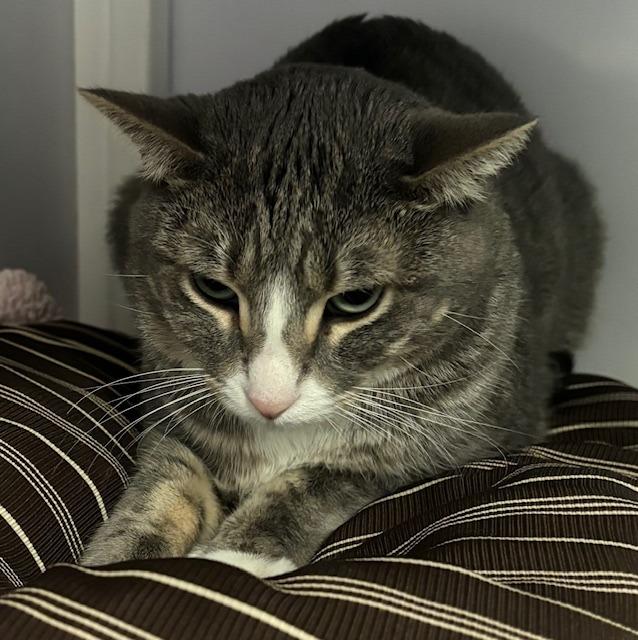 Pinkster CG3, a Adoptable mixed breed in Peoria, AZ image 2/2