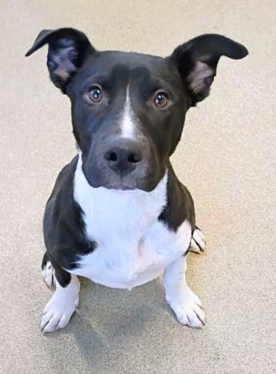 Enlarge Dancer, a Adoptable mixed breed in Beatrice, NE image 1/2