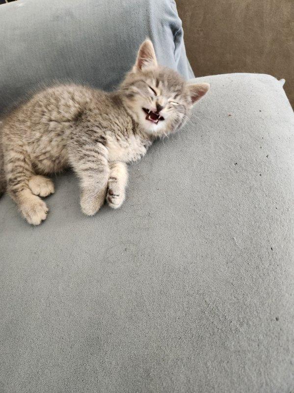 Peanut 12 wks, an adopted Tabby in London, ON image 5/5