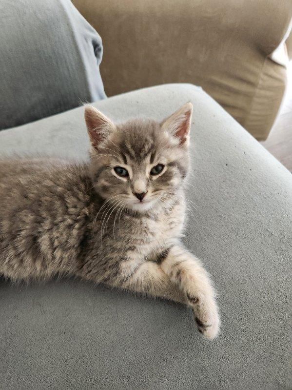 Peanut 12 wks, adopted, Kitten Male Tabby.