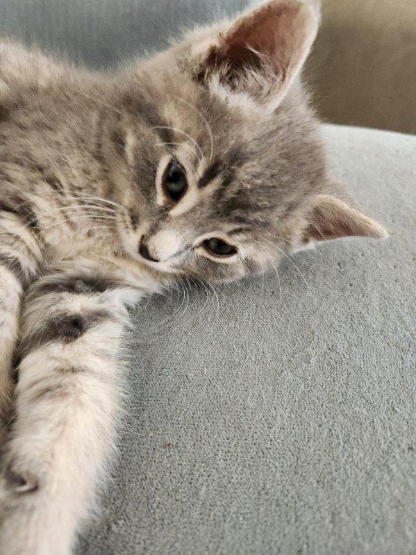 Peanut 12 wks, an adopted Tabby in London, ON image 3/5