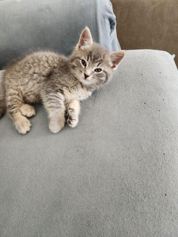 Peanut 12 wks, an adopted Tabby in London, ON image 2/5