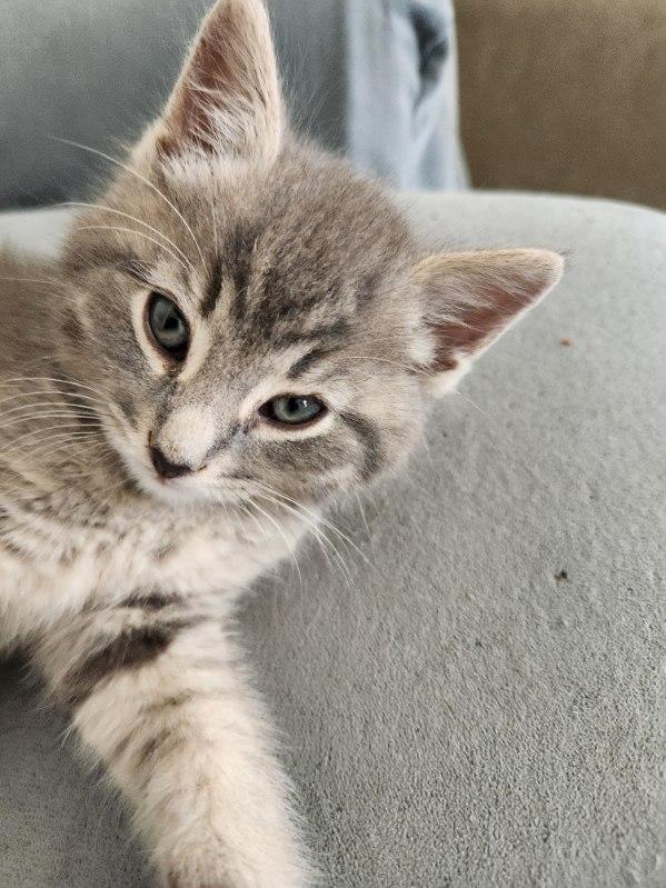 Peanut 12 wks, an adopted Tabby in London, ON image 4/5