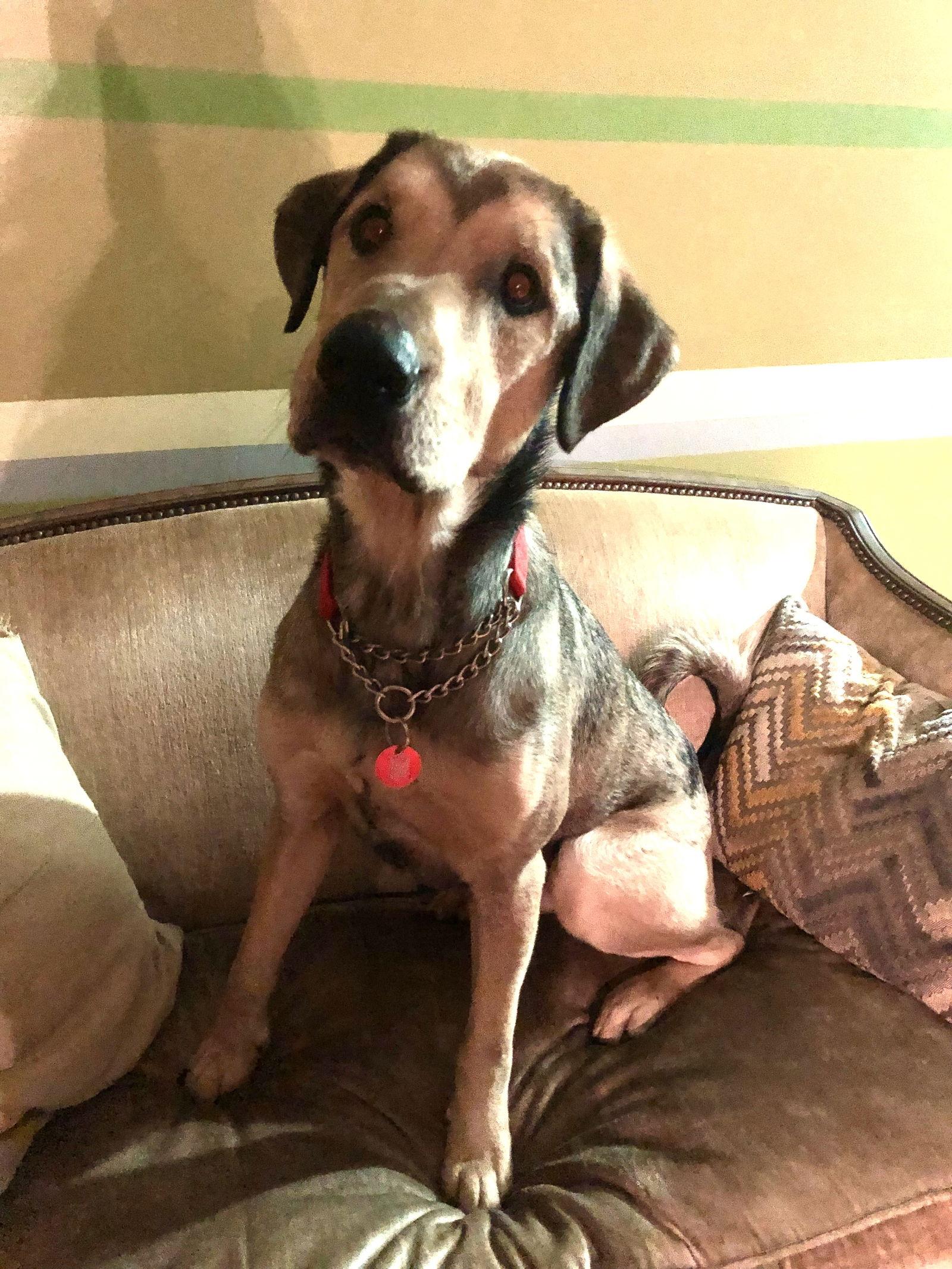 Enlarge Kross *LOCAL*, a Adopted mixed breed in Wakefield, RI image 3/3