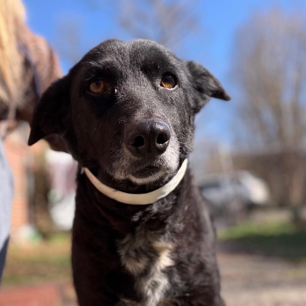 Enlarge Sadie, a Adoptable Black Labrador Retriever in Parrish, AL image 1/6