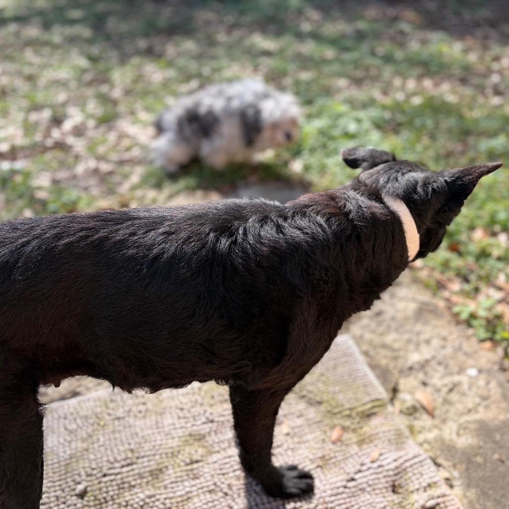 Enlarge Sadie, a Adoptable Black Labrador Retriever in Parrish, AL image 2/6